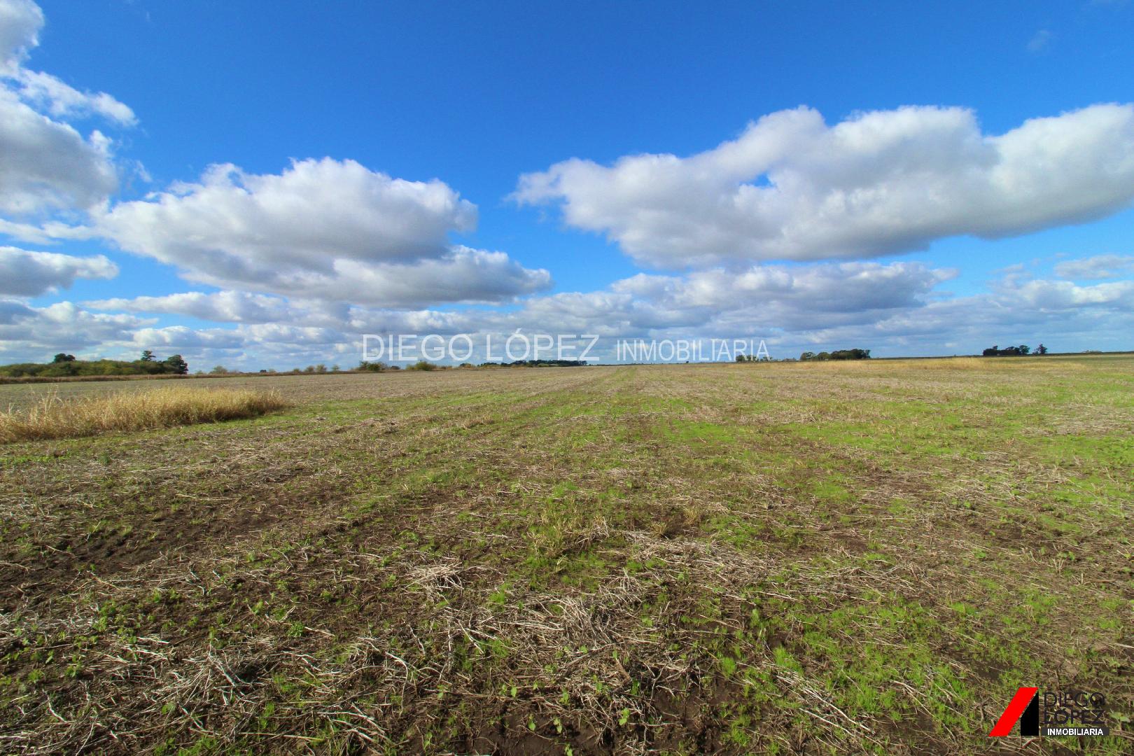 CAMPO EN VENTA 56 HECTÁREAS AGRÍCOLAS