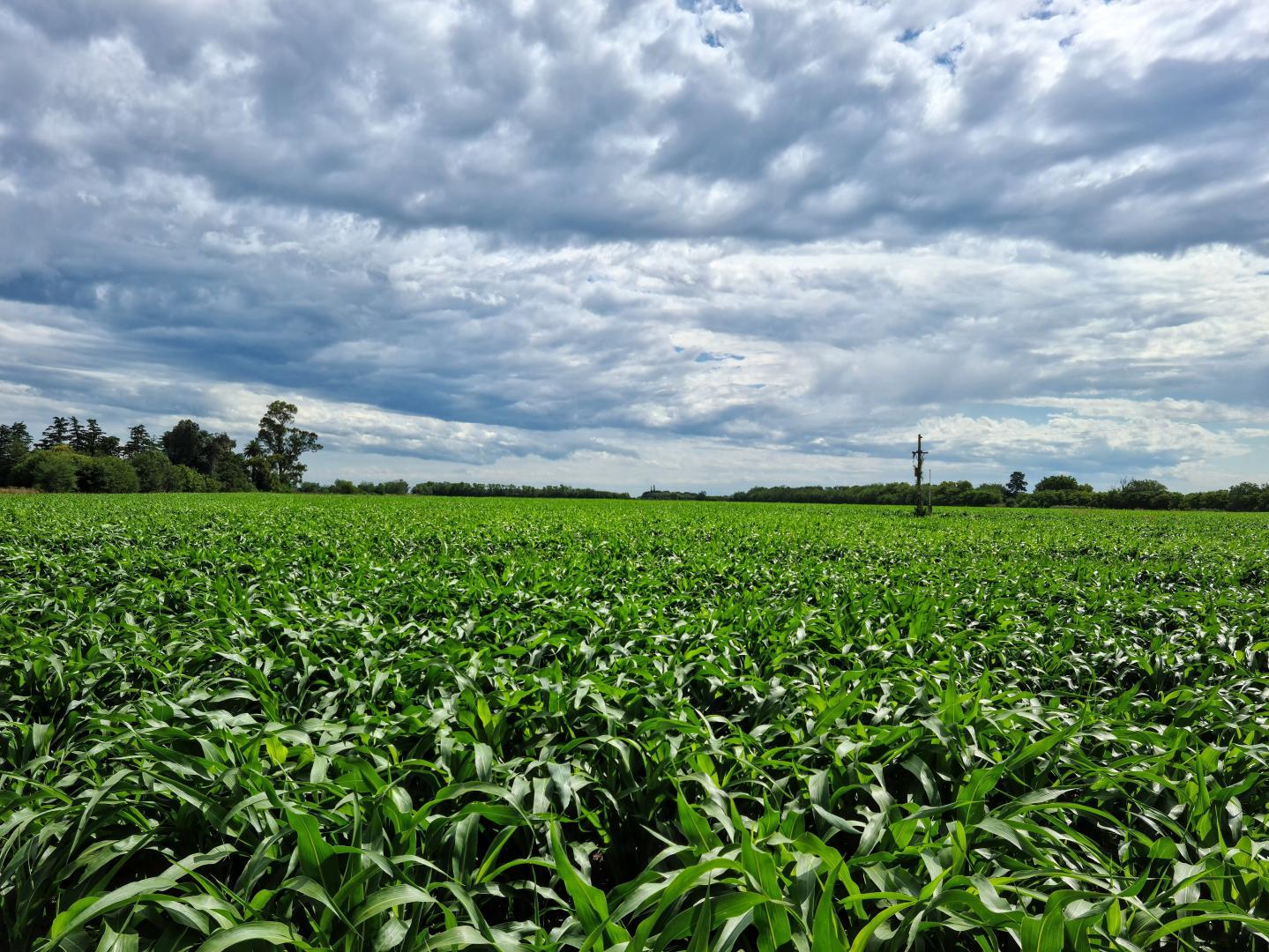 EN VENTA | QUINTA DE 7,5 HECTAREAS AGRICOLAS